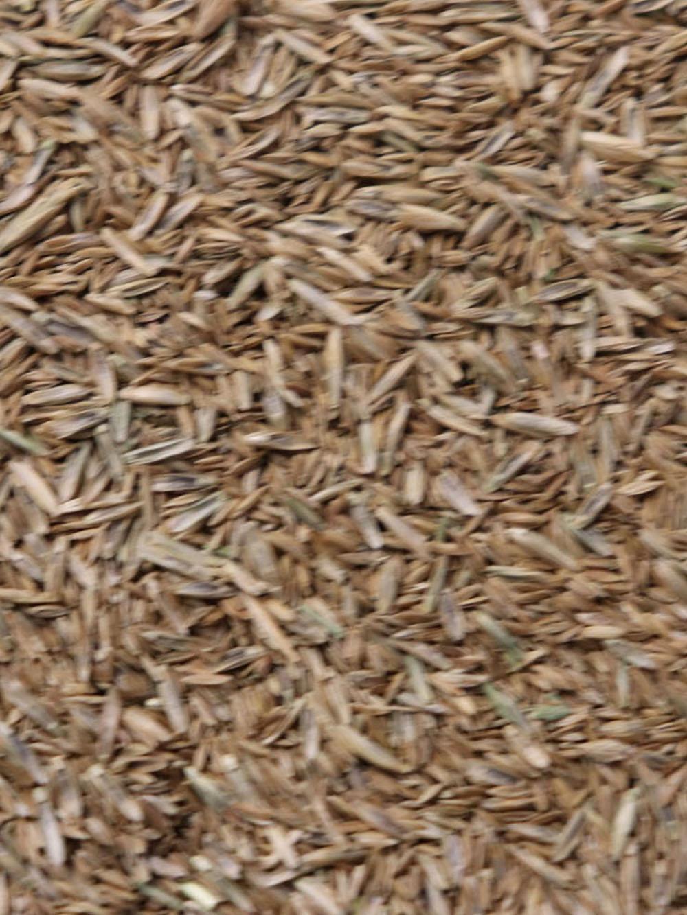 50/50 Kentucky Bluegrass/Perennial Ryegrass Turf Mix